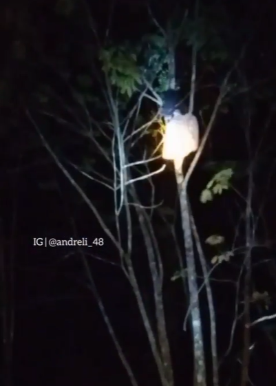 Geger Santriwati Malam-malam Histeris di Atas Pohon Diduga Kesurupan