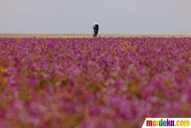 Viral Gurun Pasir di Arab Jadi Ungu Ditumbuhi Bunga Lavender Viral Gurun Pasir di Arab Jadi Ungu Ditumbuhi Bunga Lavender