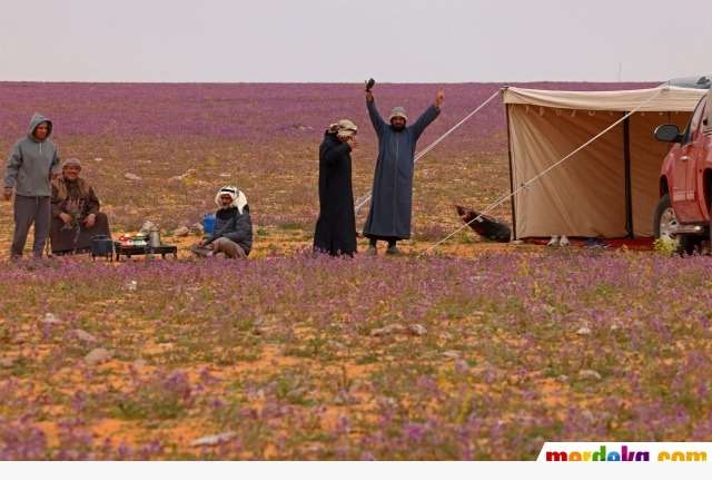 Viral Gurun Pasir di Arab Jadi Ungu Ditumbuhi Bunga Lavender Viral Gurun Pasir di Arab Jadi Ungu Ditumbuhi Bunga Lavender