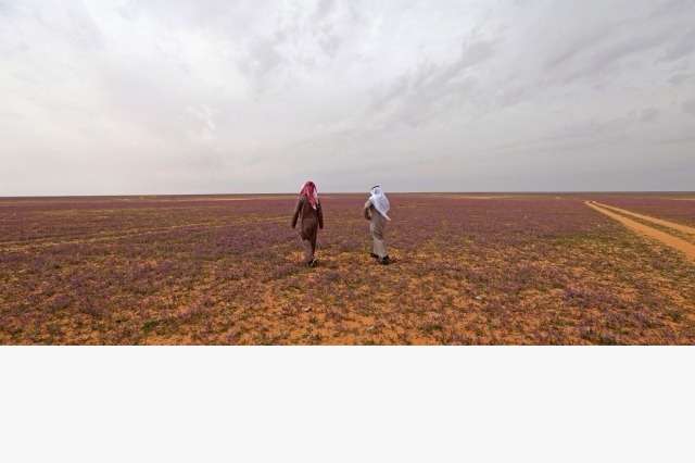 Viral Gurun Pasir di Arab Jadi Ungu Ditumbuhi Bunga Lavender Viral Gurun Pasir di Arab Jadi Ungu Ditumbuhi Bunga Lavender