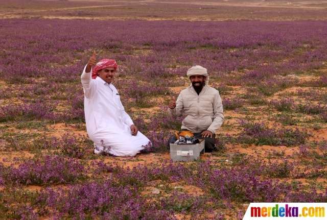Viral Gurun Pasir di Arab Jadi Ungu Ditumbuhi Bunga Lavender Viral Gurun Pasir di Arab Jadi Ungu Ditumbuhi Bunga Lavender