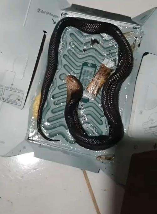 Niat tangkap tikus yang didapat ular kobra.