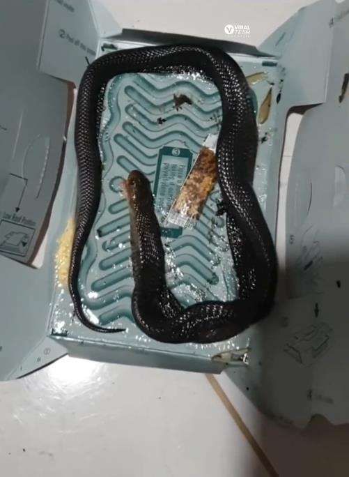 Niat tangkap tikus yang didapat ular kobra.
