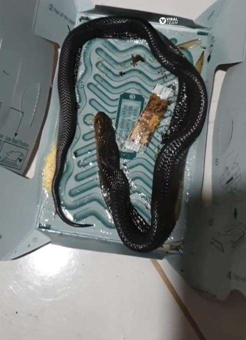 Niat tangkap tikus yang didapat ular kobra.