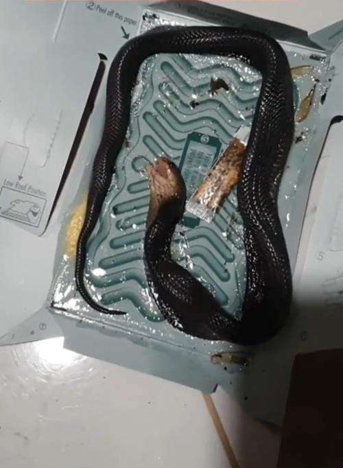 Niat tangkap tikus yang didapat ular kobra.