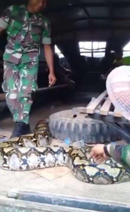 Penemuan ular piton raksasa oleh anggota TNI.