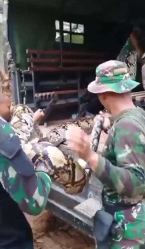 Penemuan ular piton raksasa oleh anggota TNI.