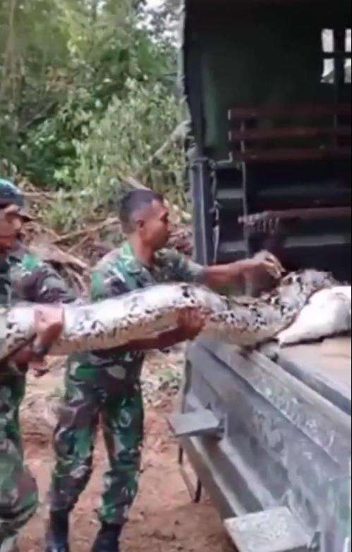 Penemuan ular piton raksasa oleh anggota TNI.