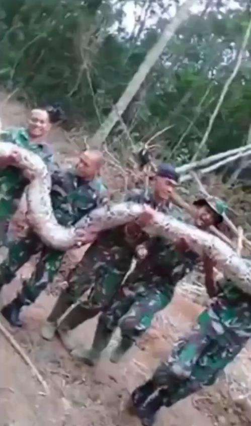 Penemuan ular piton raksasa oleh anggota TNI.