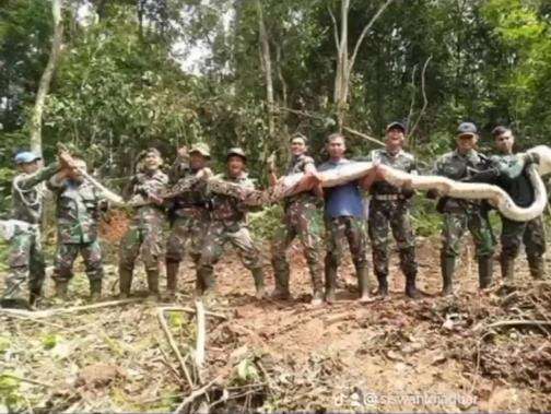 Penemuan ular piton raksasa oleh anggota TNI.