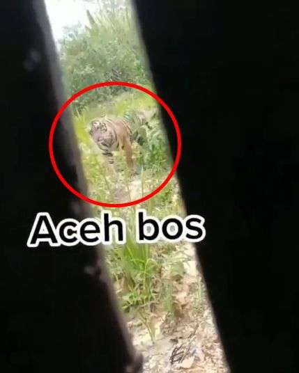 Video Menegangkan Pengendara Mobil Hampir Jadi Mangsa Harimau Liar