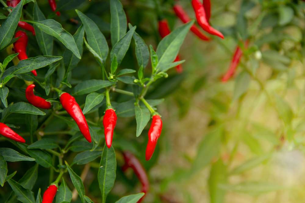 Rasa Pedasnya Khas, Sambal dengan Cabai Hiyung Ini Bikin Momen Bersantap Makin Lezat