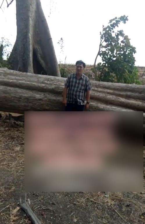 Pohon jati raksasa harganya Rp1 miliar.