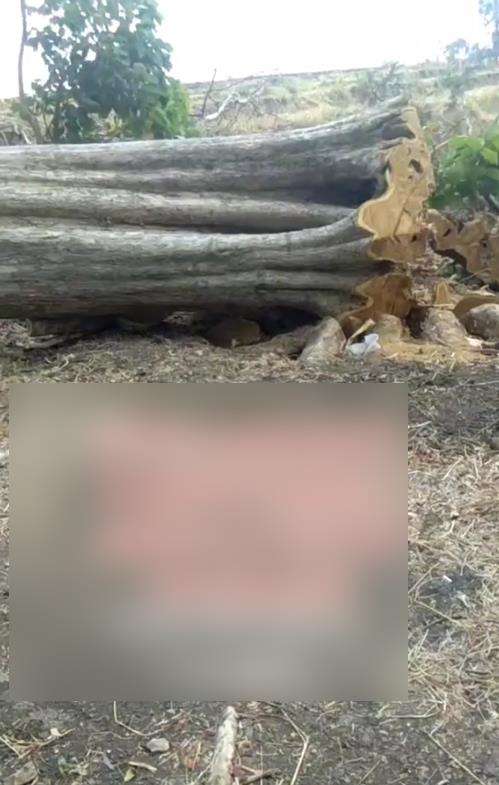 Penampakan kayu jati raksasa seharga Rp1 miliar.