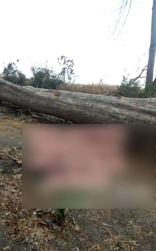 Penampakan kayu jati raksasa seharga Rp1 miliar.