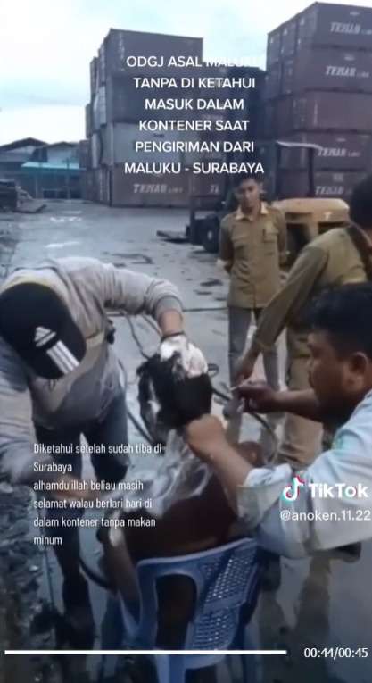 Viral ODGJ Ditemukan Terbawa Kontainer dari Maluku ke Surabaya