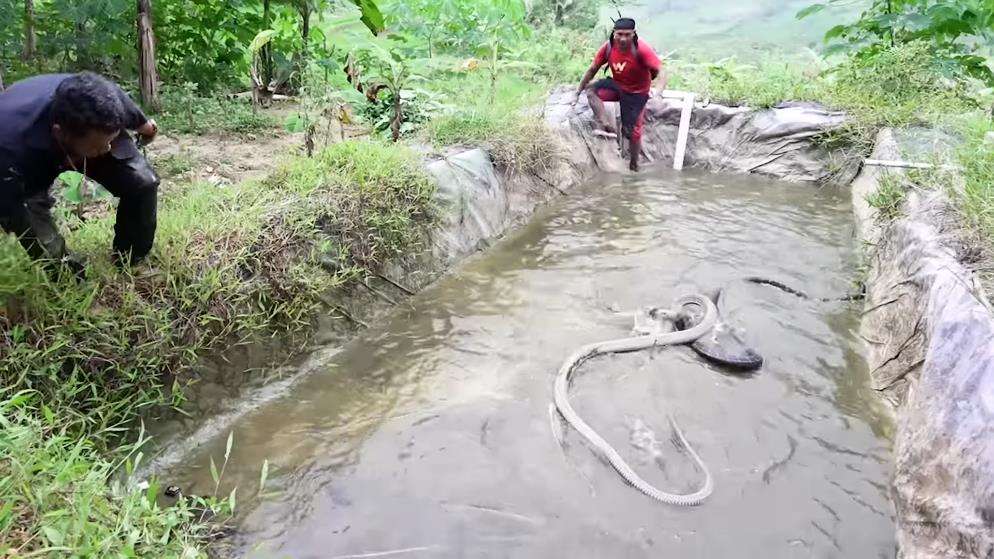 Panji Petualan dikeroyok dua king kobra segede Garaga.