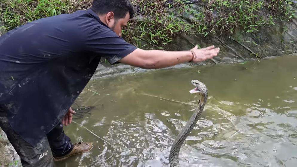 Panji Petualan dikeroyok dua king kobra segede Garaga.