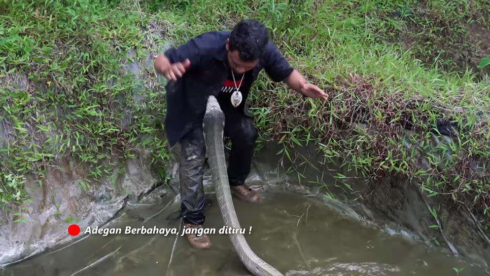 Panji Petualan dikeroyok dua king kobra segede Garaga.