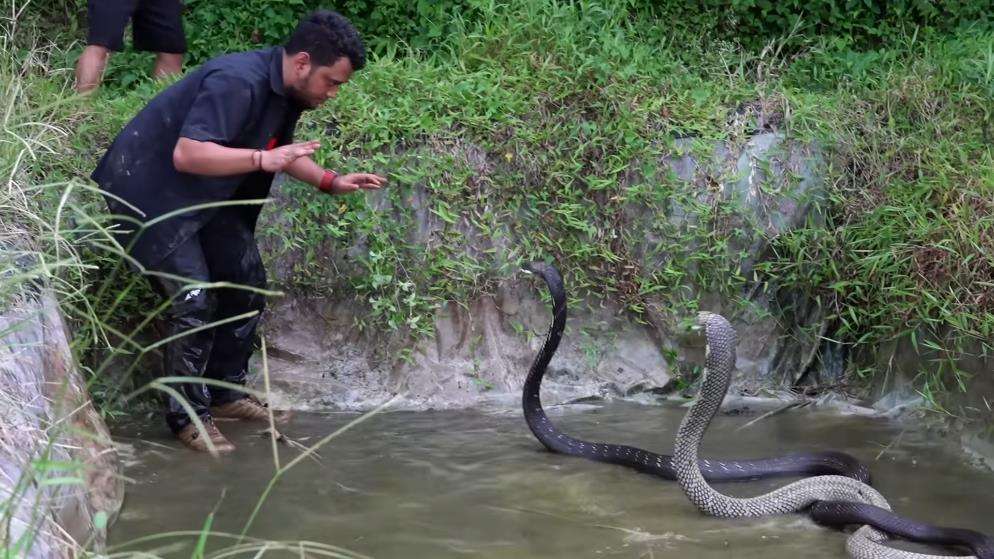 Panji Petualan dikeroyok dua king kobra segede Garaga.