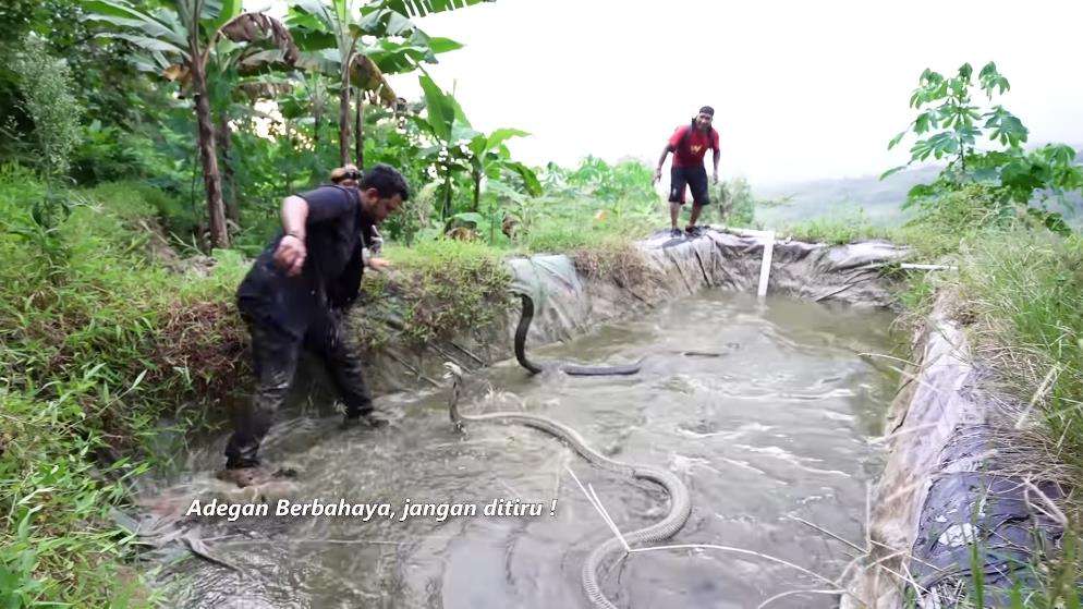 Panji Petualan dikeroyok dua king kobra segede Garaga.