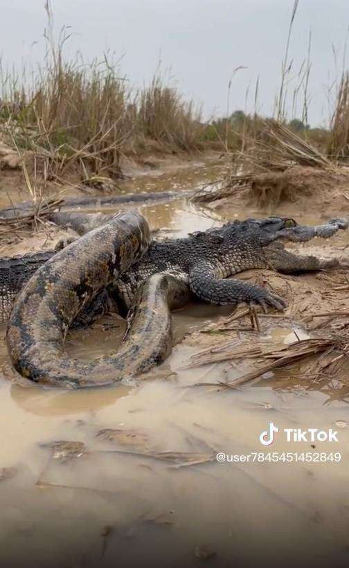 Buaya jadi bulan-bulanan ular piton segede paha manusia.