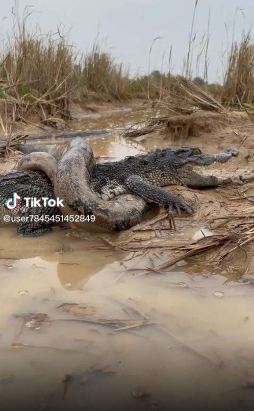 Buaya jadi bulan-bulanan ular piton segede paha manusia.