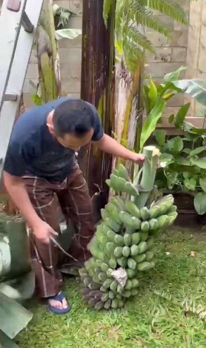 Kepala Bea dan Cukai Makassar Andhi Pramono panen pisang.