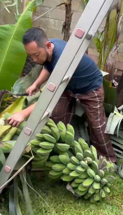 Kepala Bea dan Cukai Makassar Andhi Pramono panen pisang.