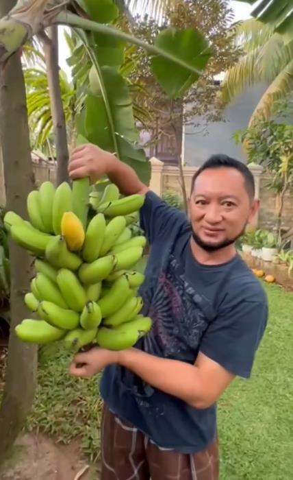 Kepala Bea dan Cukai Makassar Andhi Pramono panen pisang.