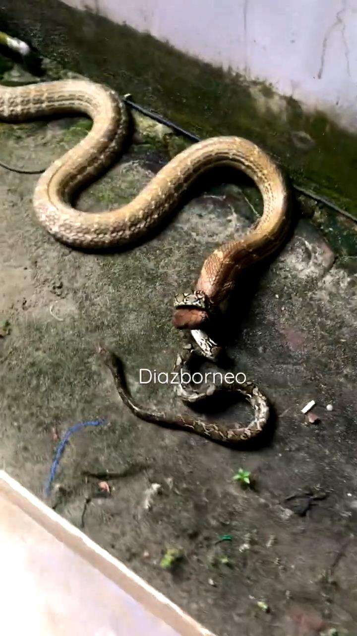 King kobra raksasa tak berdaya dibelit ular imut.