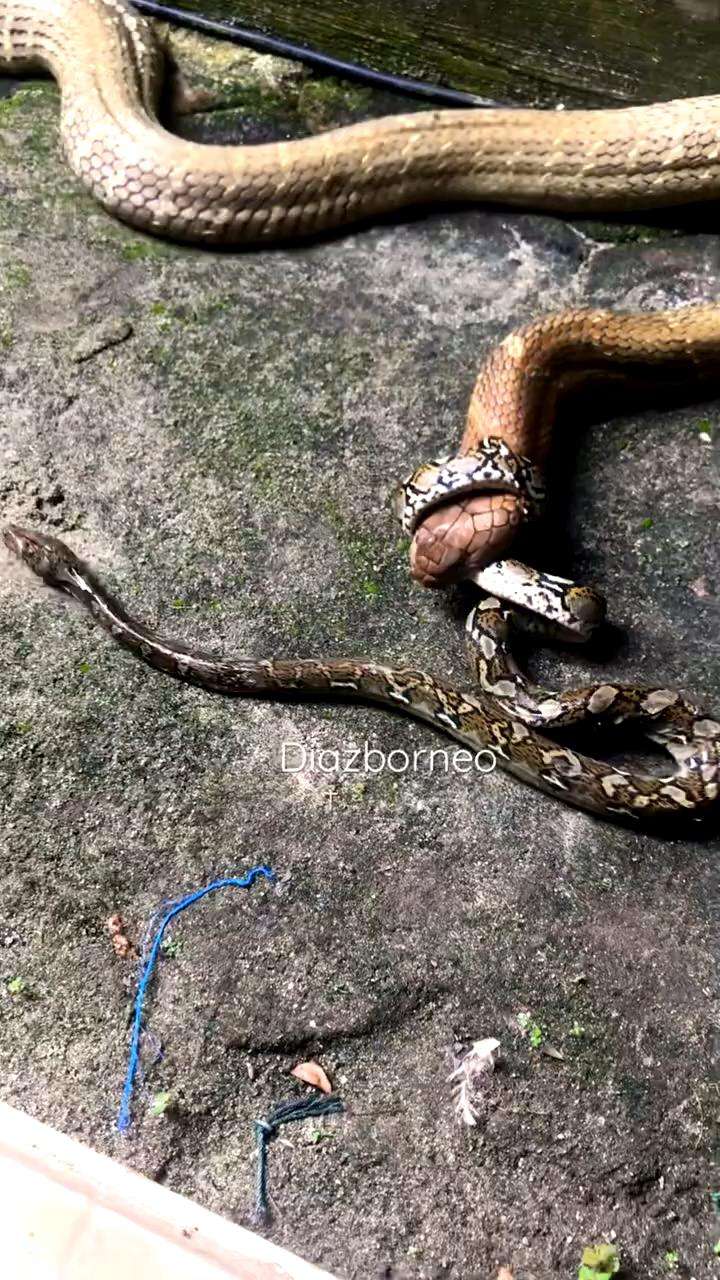 King kobra raksasa tak berdaya dibelit ular imut.