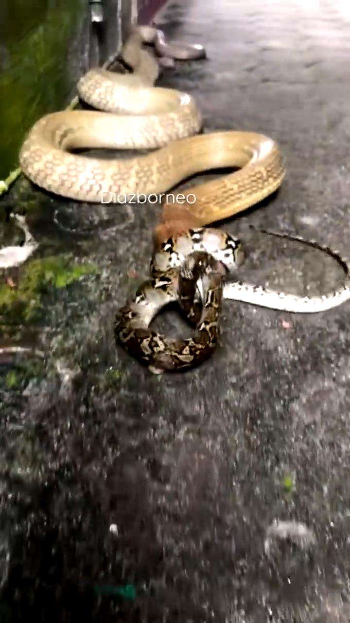 King kobra raksasa tak berdaya dibelit ular imut.