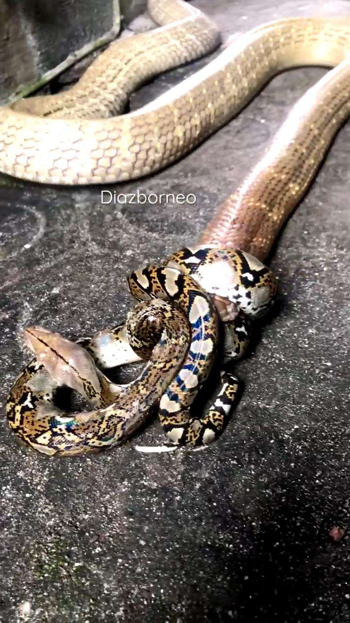 King kobra raksasa tak berdaya dibelit ular imut.