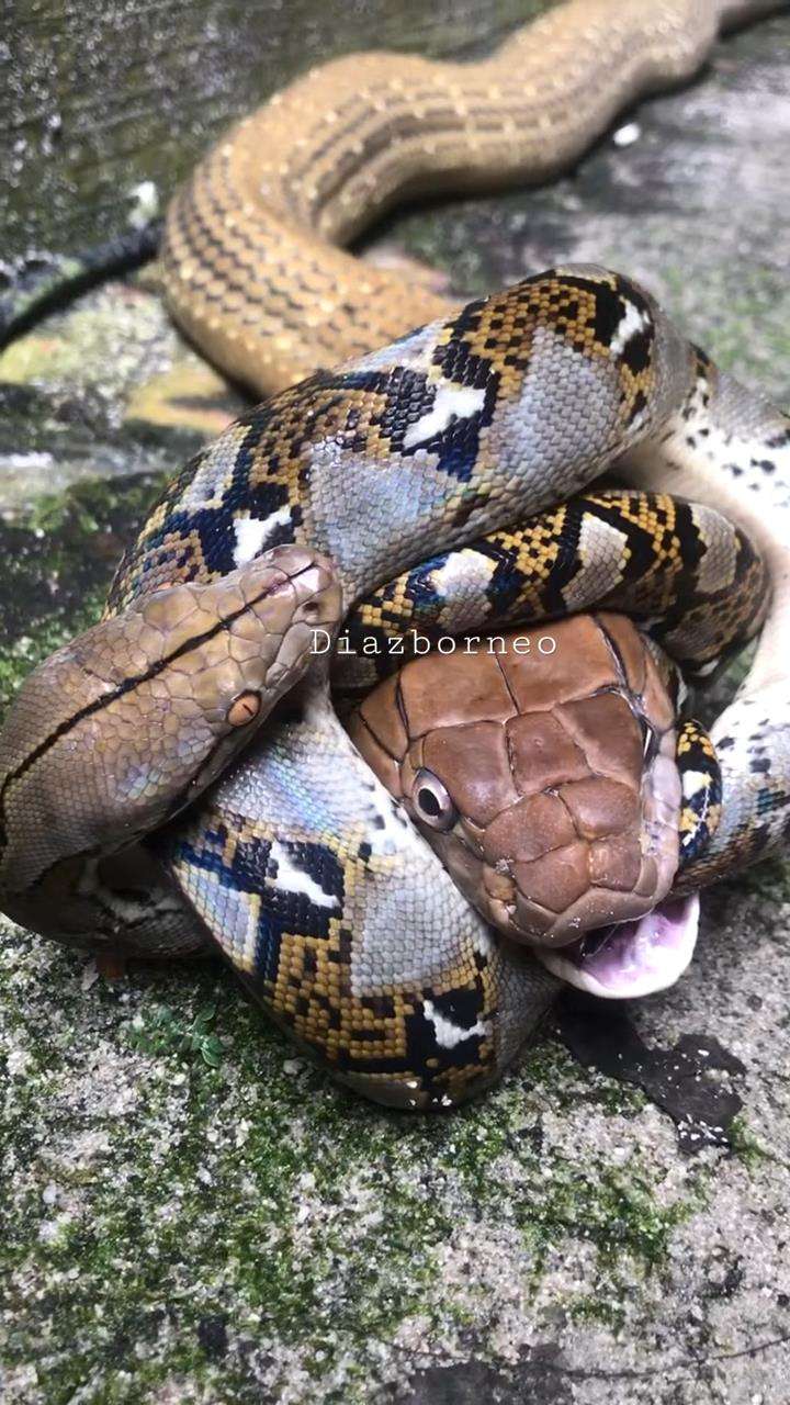 King kobra raksasa tak berdaya dibelit ular imut.