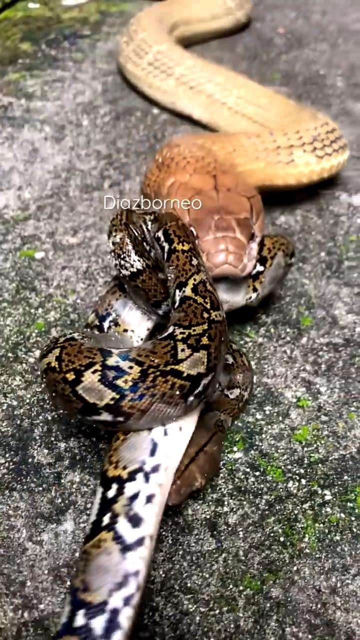 King kobra raksasa tak berdaya dibelit ular imut.