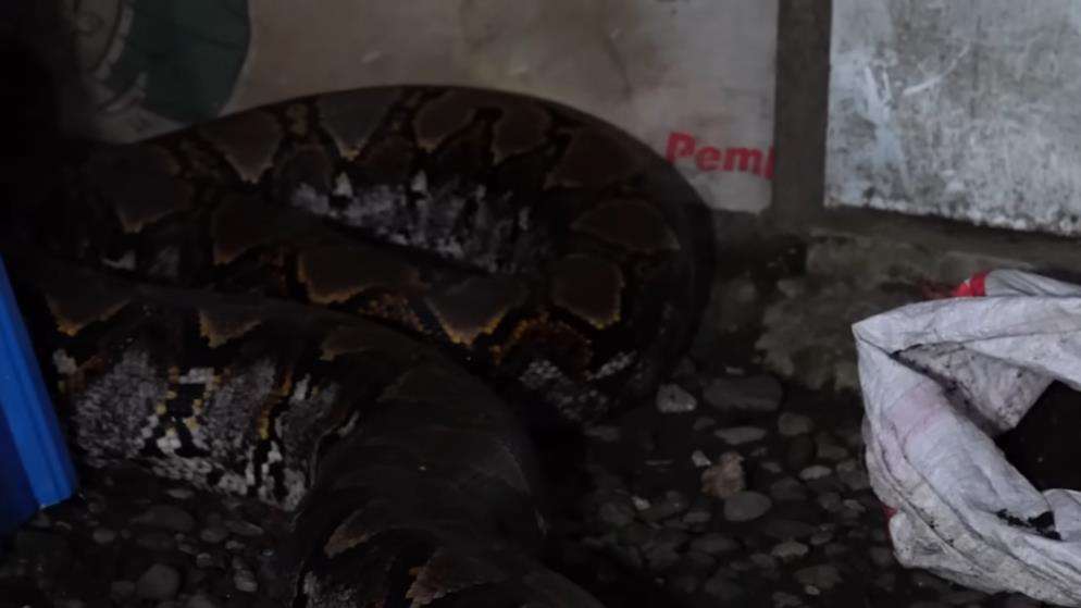 Panji Petualang sempoyongan gendong ular piton segede batang pohon kelapa.