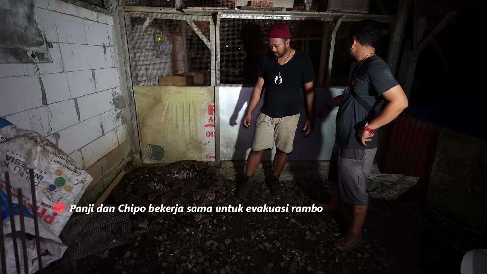 Panji Petualang sempoyongan gendong ular piton segede batang pohon kelapa.