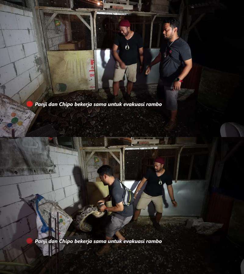 Panji Petualang sempoyongan gendong ular piton segede batang pohon kelapa.