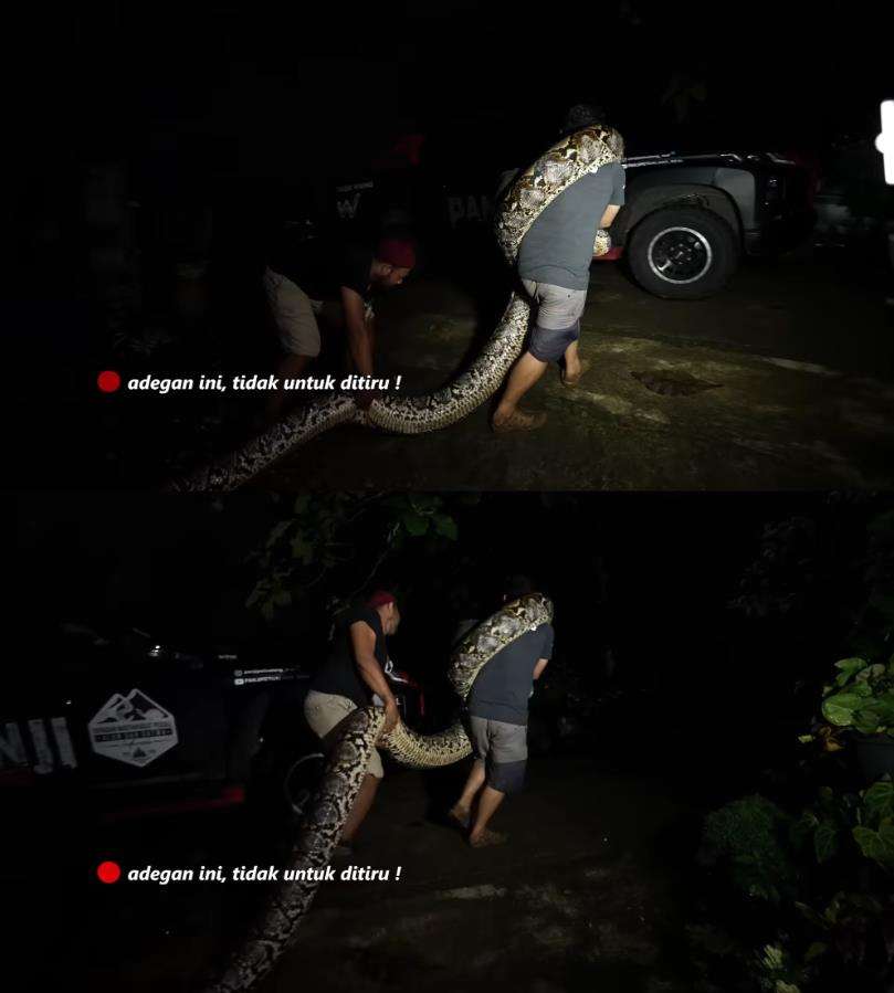 Panji Petualang sempoyongan gendong ular piton segede batang pohon kelapa.