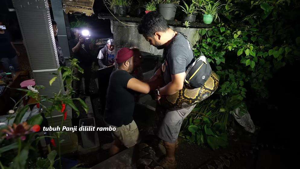 Panji Petualang sempoyongan gendong ular piton segede batang pohon kelapa.