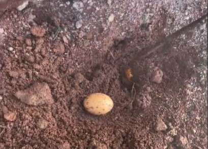 Masak telur di gunung