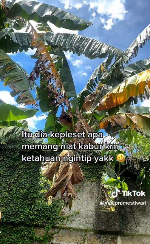 ketahuan ngintip, 'tetangga' jatuh terpeleset saat kabur.