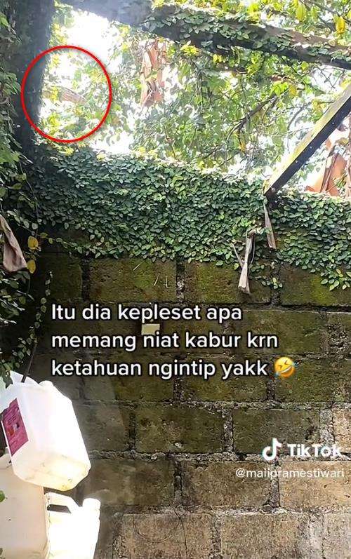 ketahuan ngintip, 'tetangga' jatuh terpeleset saat kabur.
