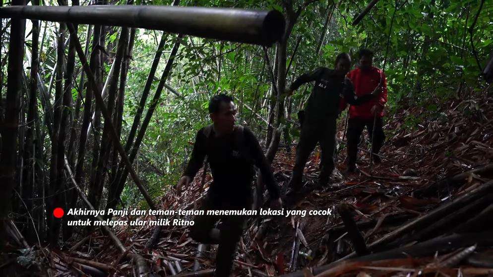 Panji Petualang ketemu king kobra hitam raksasa di sungai hutan bambu.