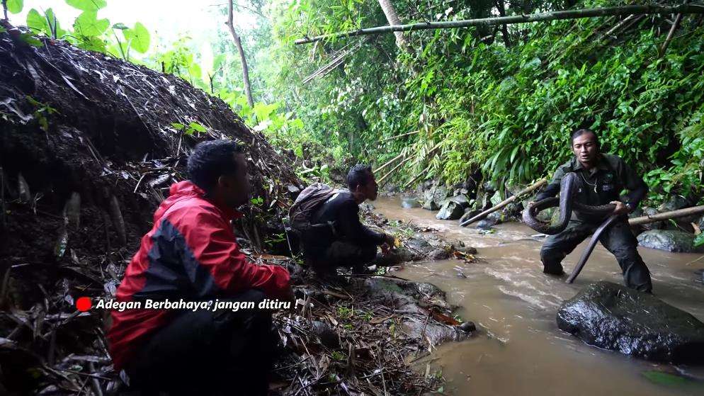 Panji Petualang ketemu king kobra hitam raksasa di sungai hutan bambu.