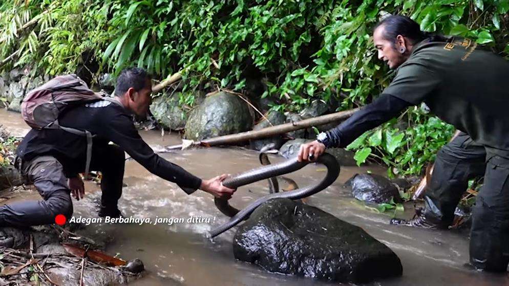 Panji Petualang ketemu king kobra hitam raksasa di sungai hutan bambu.