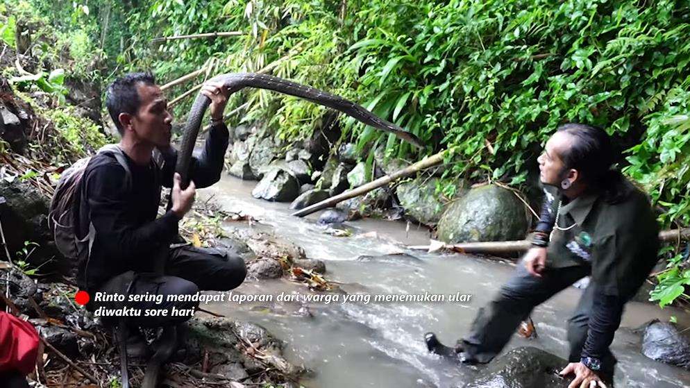 Panji Petualang ketemu king kobra hitam raksasa di sungai hutan bambu.