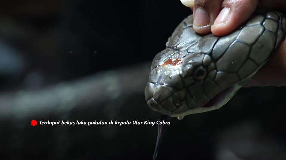 Panji Petualang ketemu king kobra hitam raksasa di sungai hutan bambu.