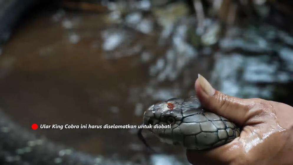 Panji Petualang ketemu king kobra hitam raksasa di sungai hutan bambu.